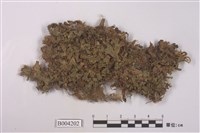 藏品(地錢屬)的圖片